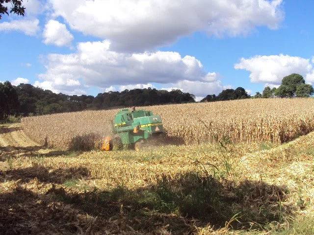 Photo of Coronel Vivida