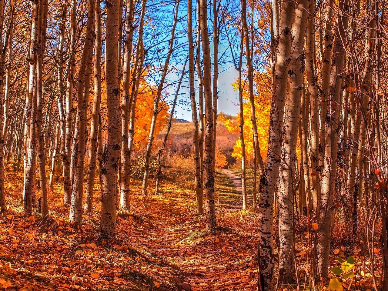 Photo of Cougar Ridge