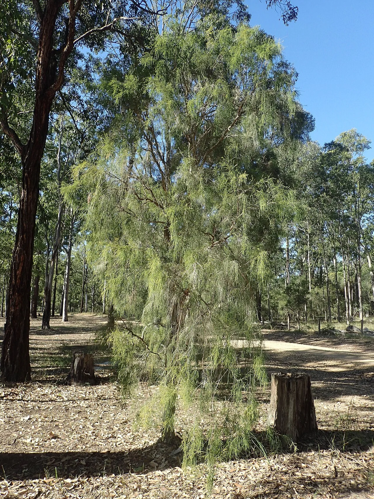 Photo of Coutts Crossing