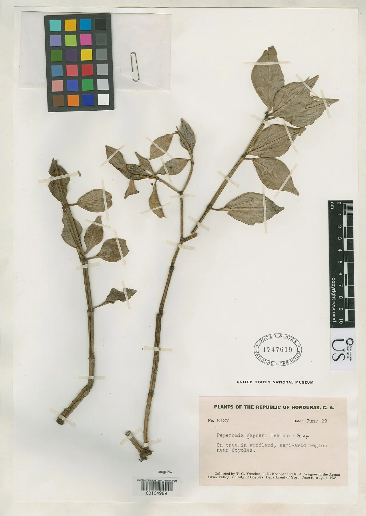 Photo of Coyoles Central