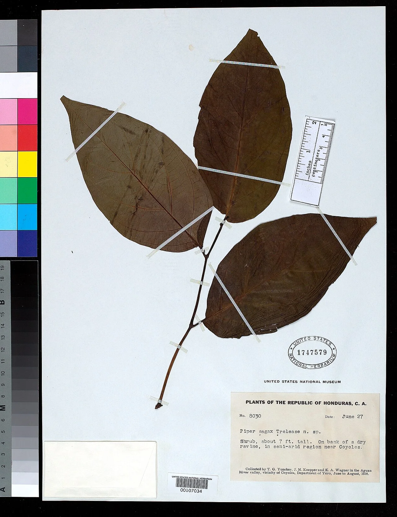 Photo of Coyoles Central