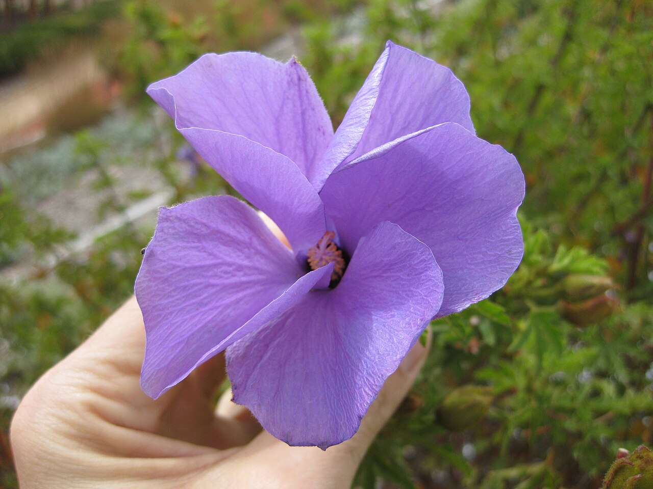 Alyogyne huegelii 'West Coast Gem'. Photographed at Royal Botanic Gardens, Cranbourne (Melbourne, Australia) in December