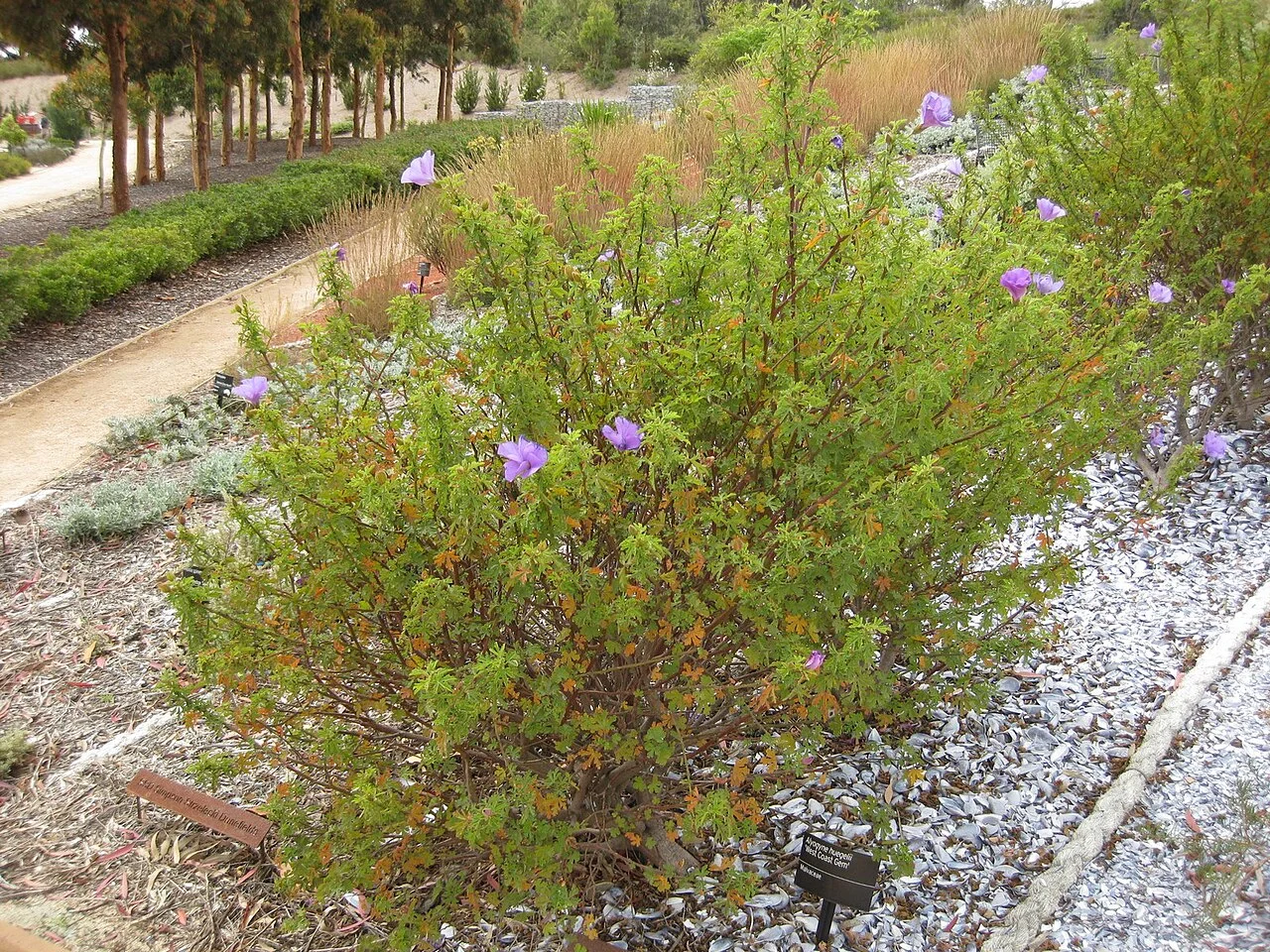 Photo of Cranbourne West