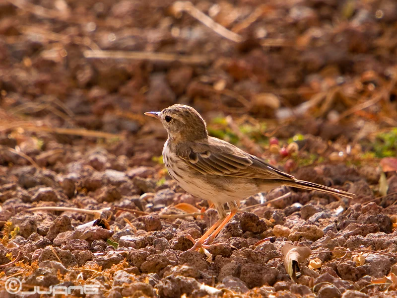 Photo of Cruce de Arinaga