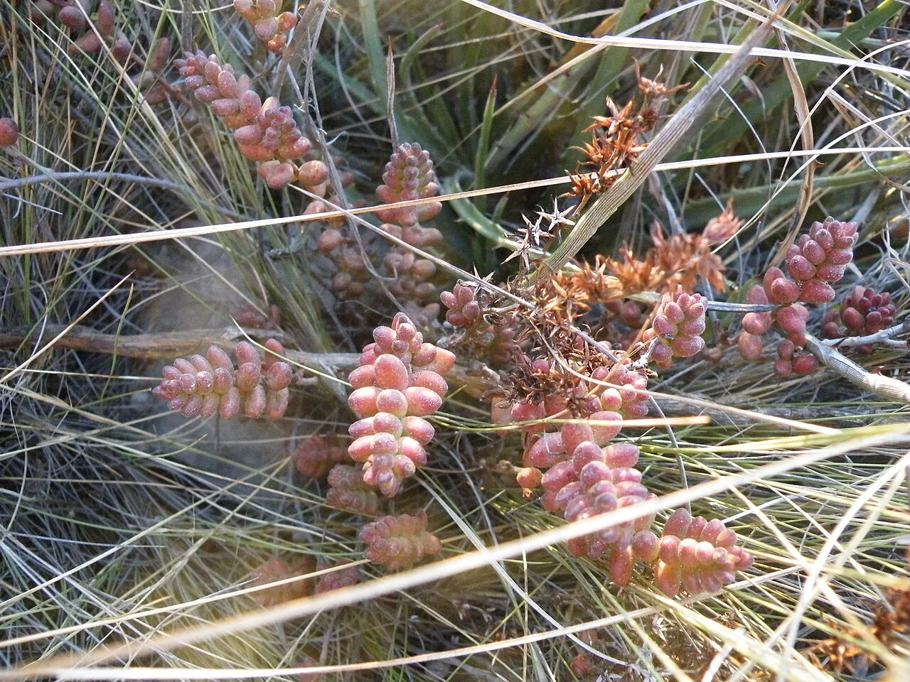 Photo of Cuacnopalan