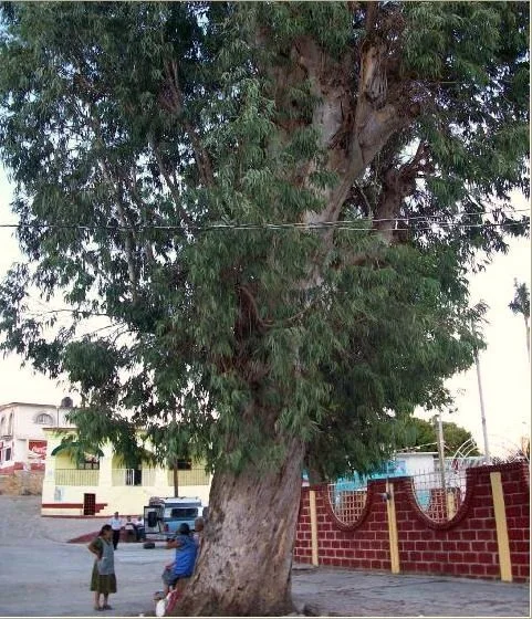 Photo of Cuetzala del Progreso