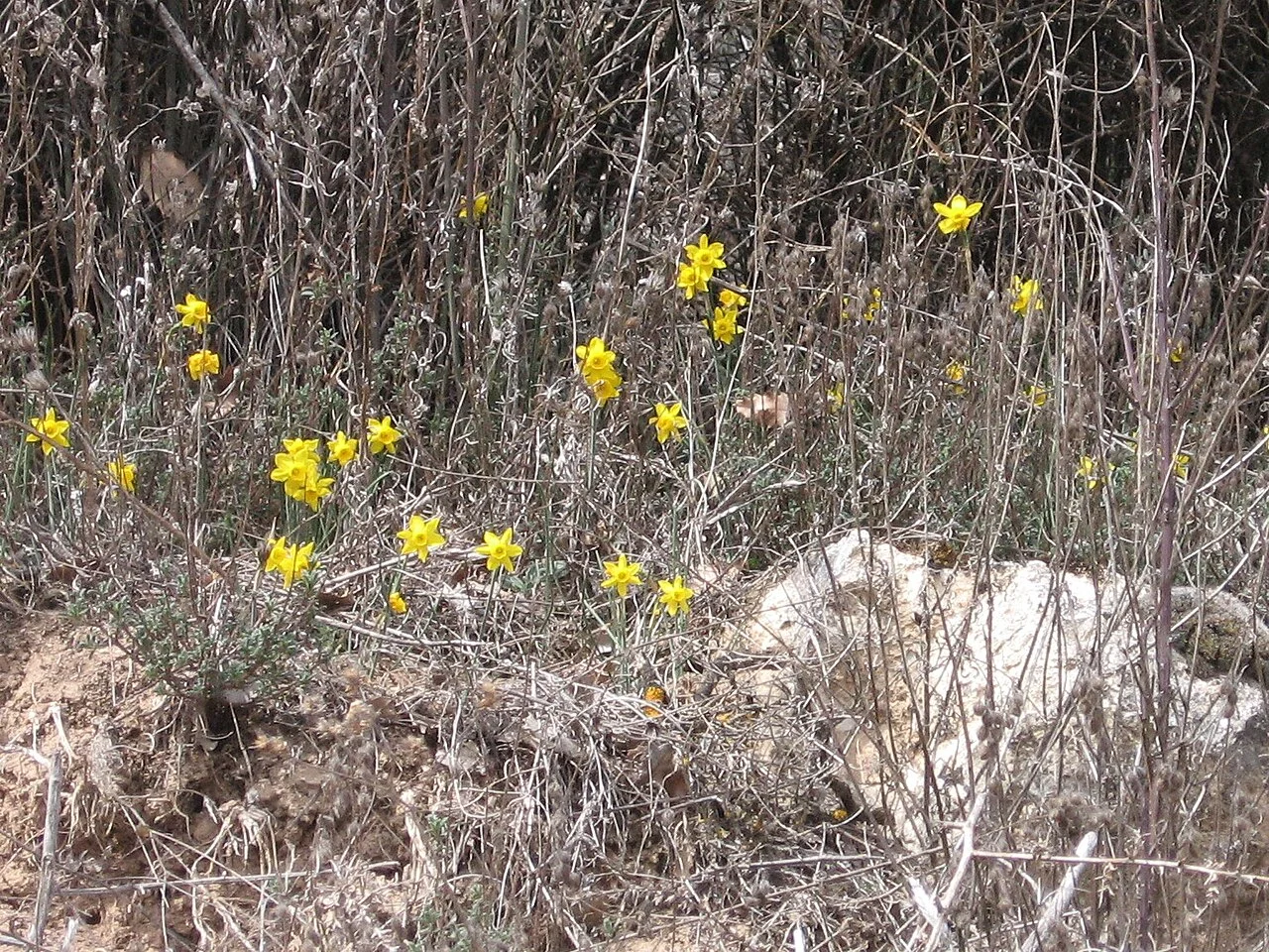 Photo of Cuevas de Provanco