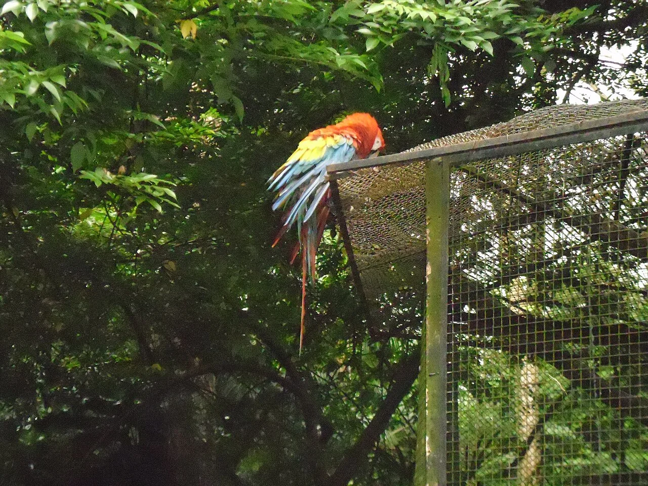 Photo of Cumaru do Norte