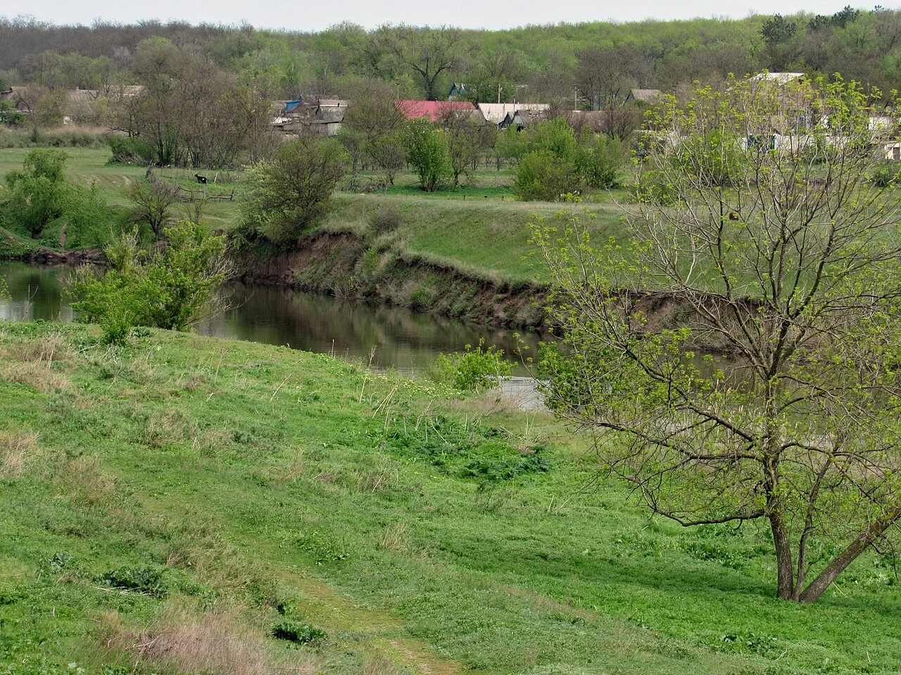 Photo of Davydiv Brid