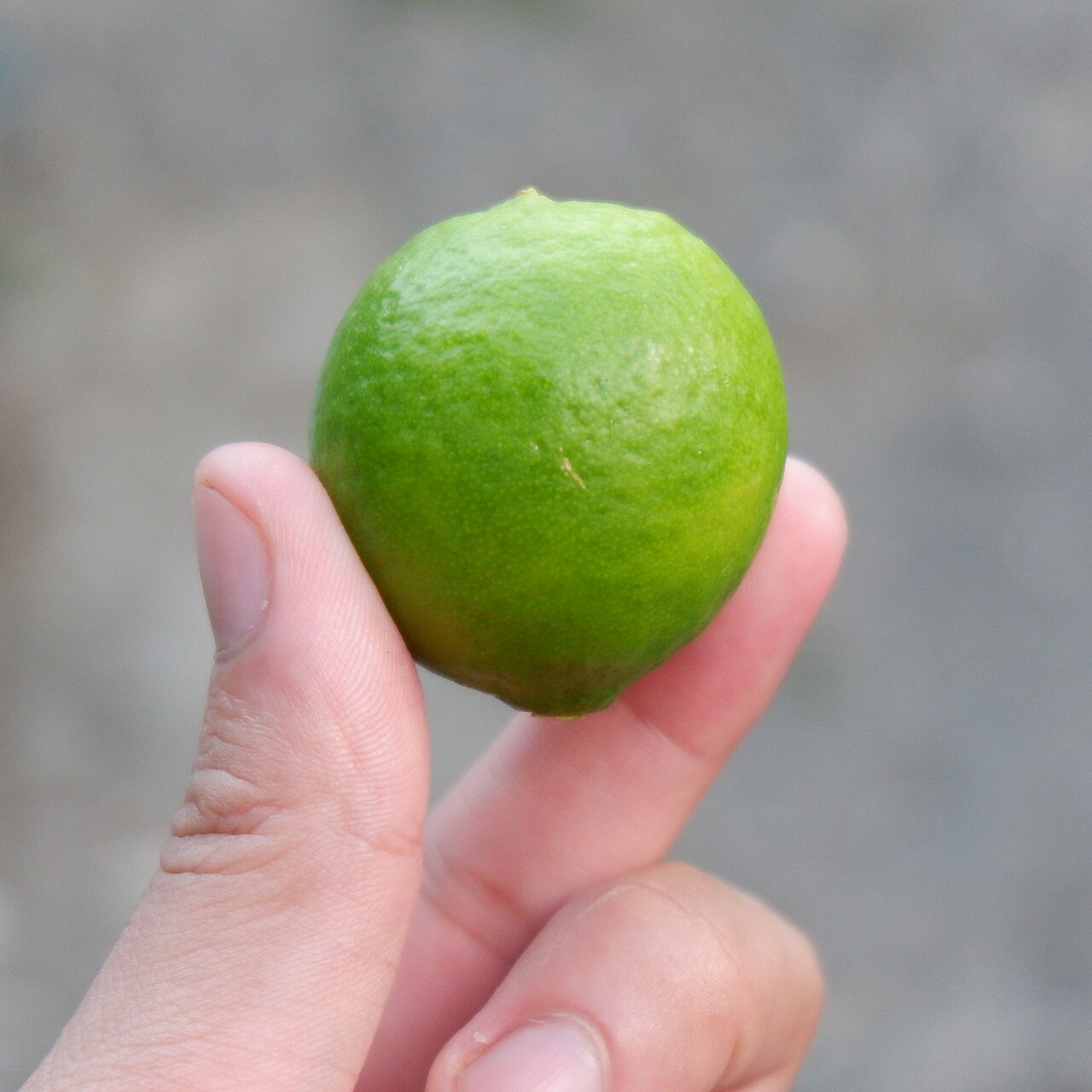 Dayap (Citrus aurantifolia), also known as dalayap, is a citrus species with an almost-spherical fruit that is used as condiment in cooking. The juice of dayap has stronger flavor compared to calamansi.
Dayap rind is also a great ingredient for desserts and pastries. Add it to leche flans, cookies, tarts, tibok-tibok etc. for a zesty aroma and flavor.

Do you know that dayap is mentioned in Alamat ng Ibong Adarna? Don Juan, prince of Berbanya,  dropped some dayap juice on his wounds to stay awake and nullify the curse of the mythical bird's song.