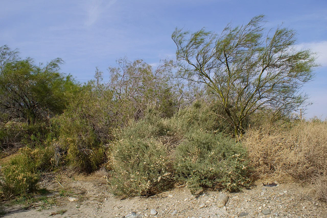 Photo of De Land Southwest