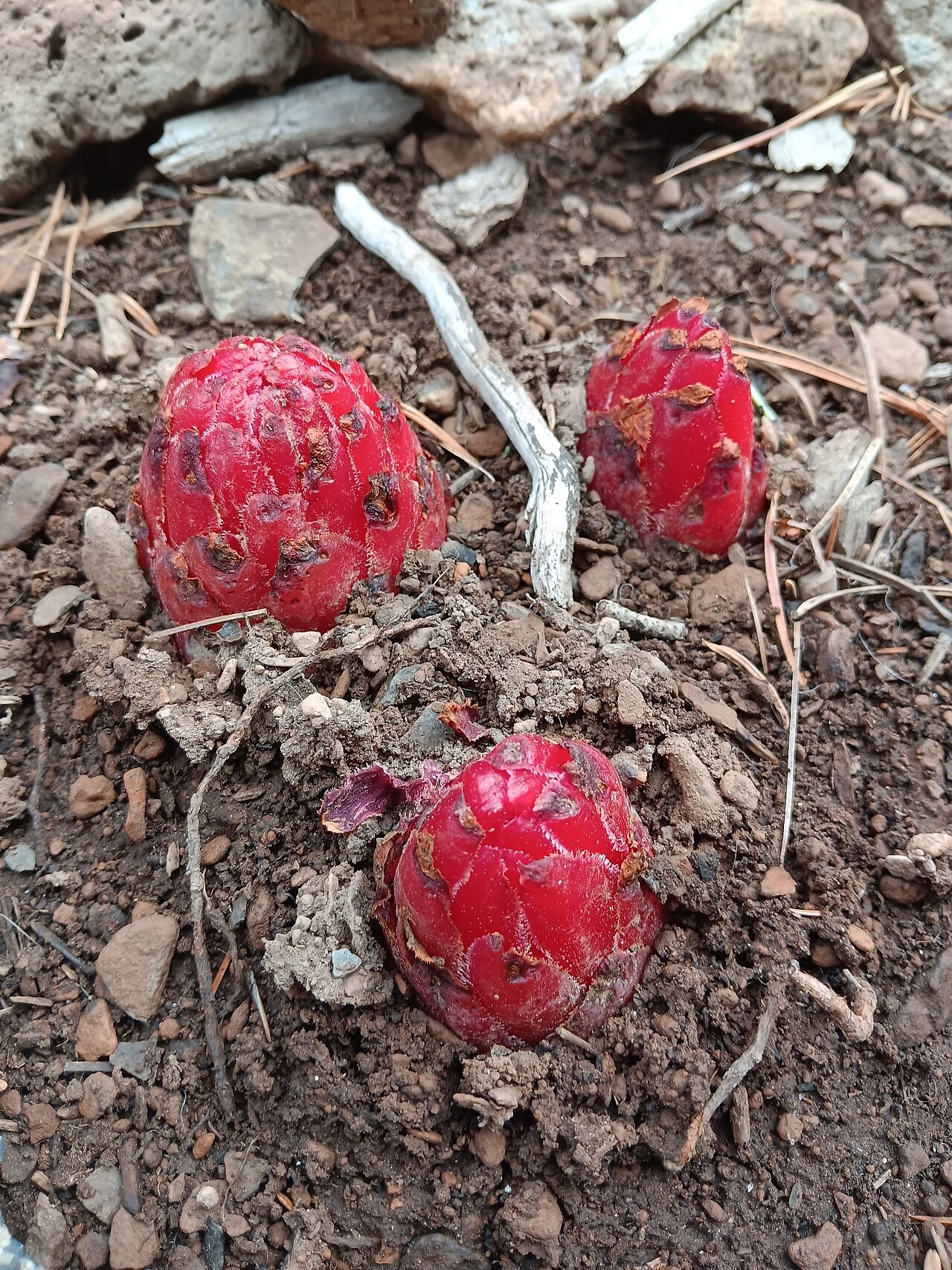 Snowplant (Sarcodes sanguinea) in the United States