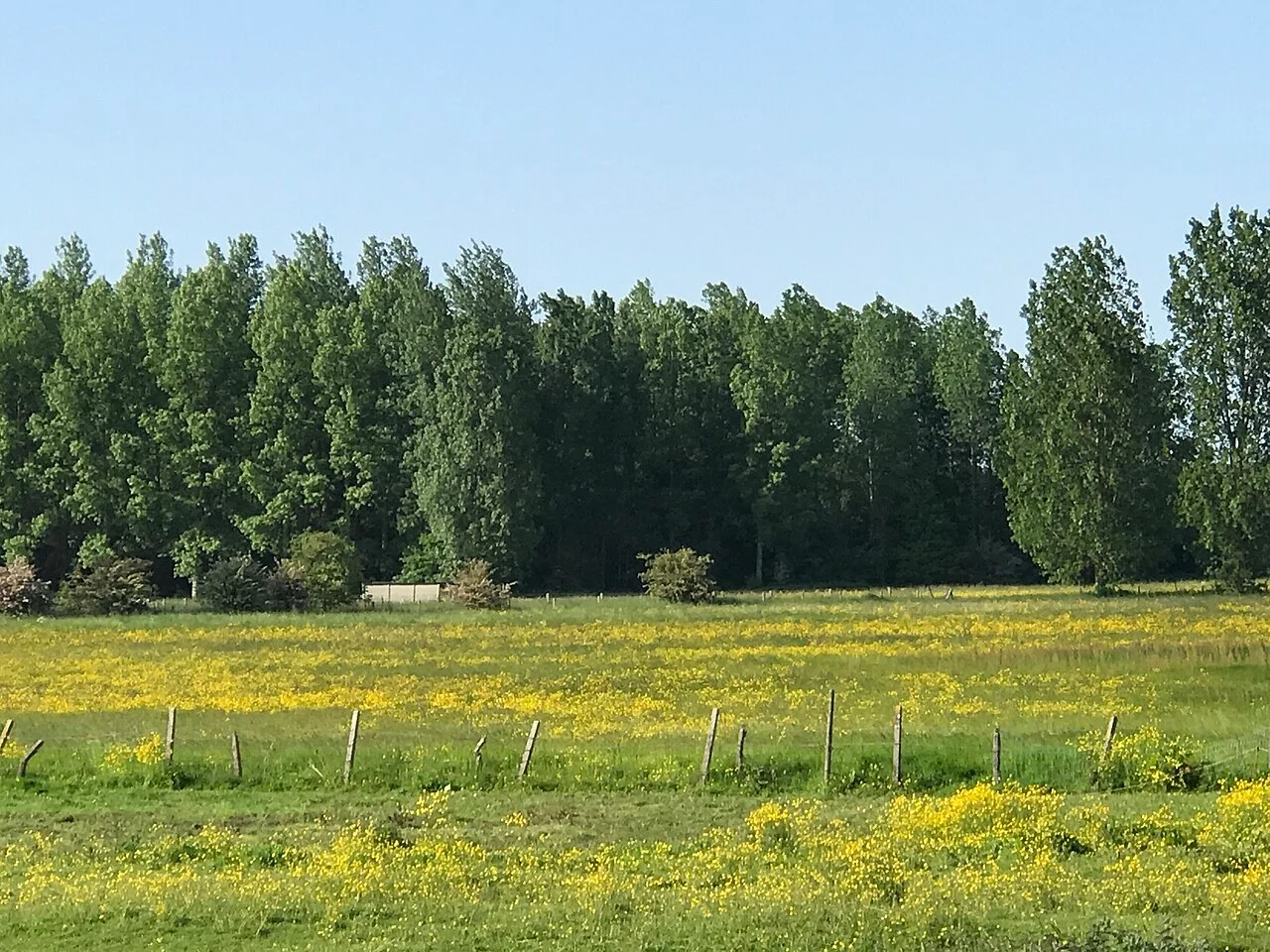 Photo of Denderleeuw