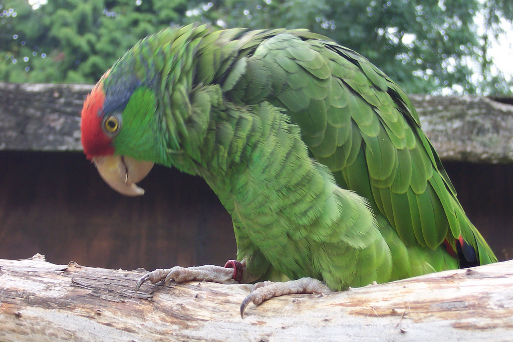 Red-crowned Amazon (also known as Red-crowned Parrot, Green-cheeked Amazon, and Mexican Red-headed Parrot) at Tropical Birdland, Leicestershire, England.