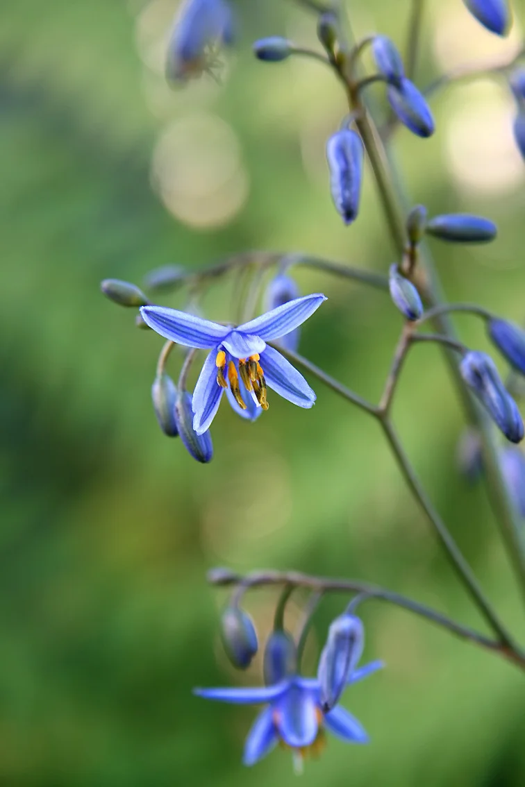 Photo of Dianella