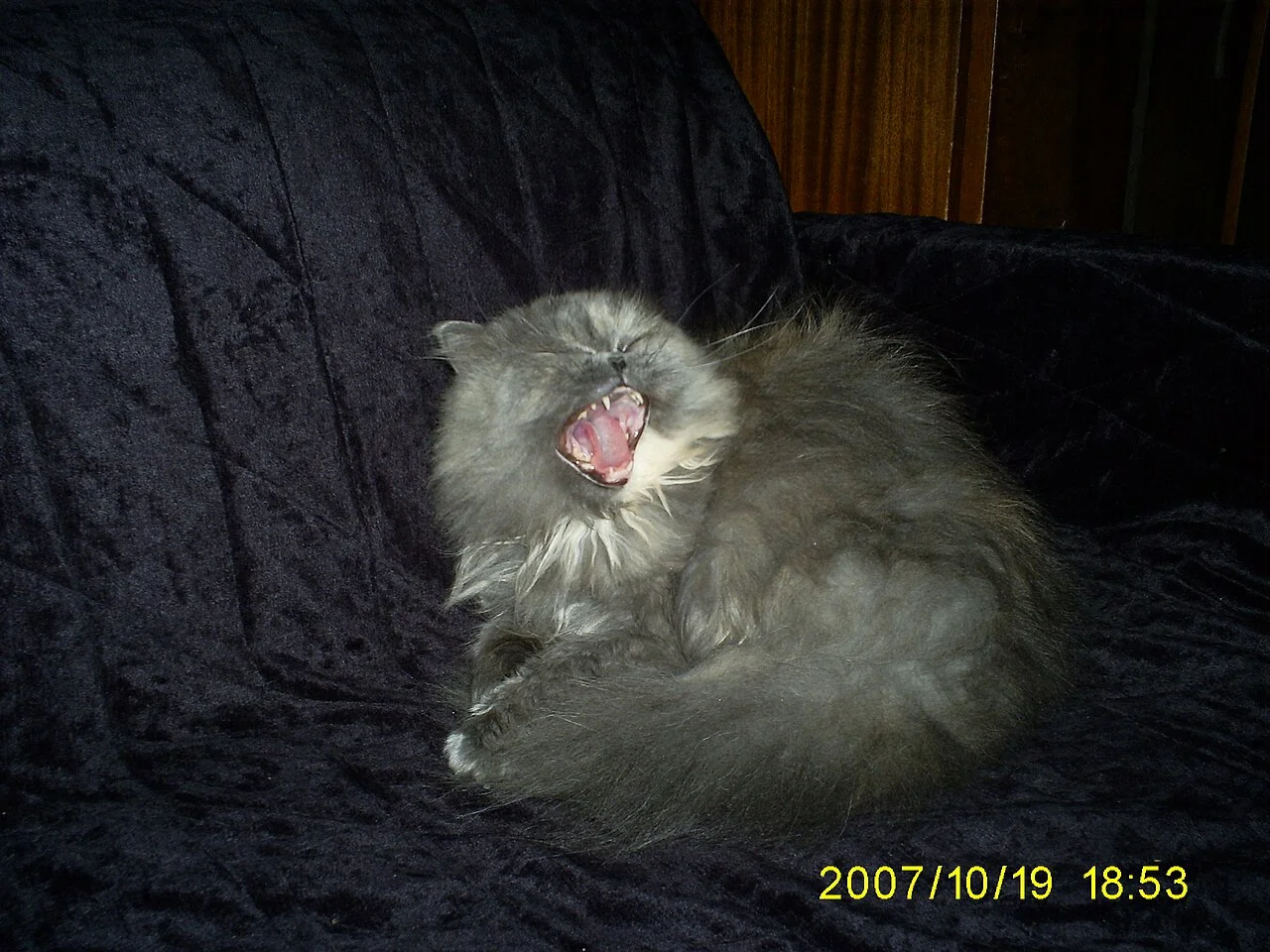 Photo of Dimitrovgrad