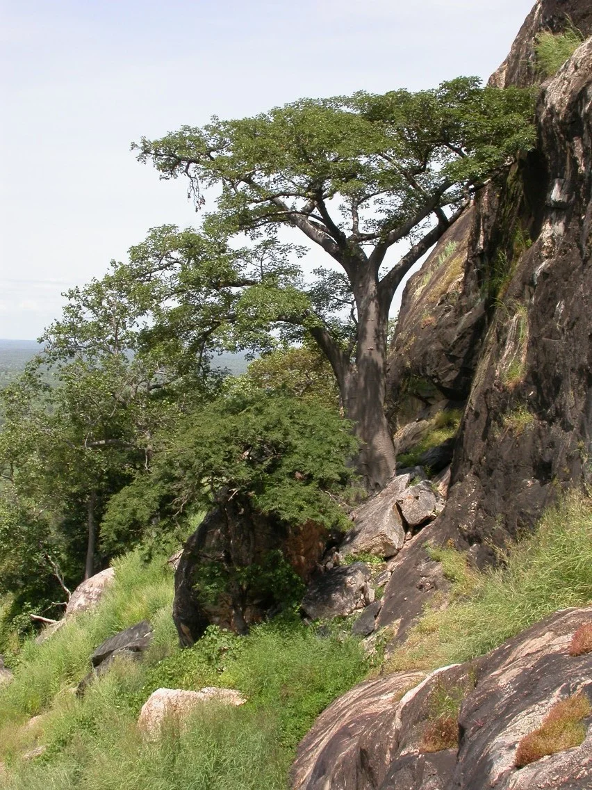 Photo of Dindéresso