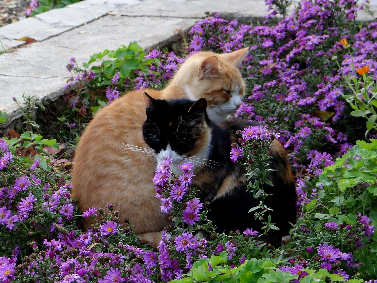 Photo of Divnomorskoye