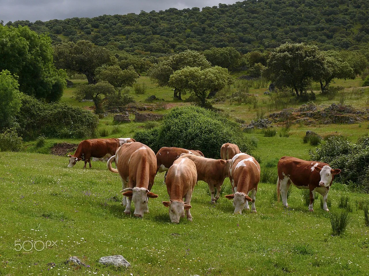 Photo of Doctor Juan Manuel Frutos