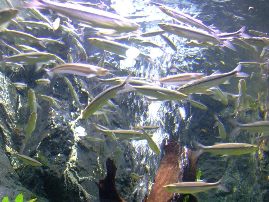 Photo of Doembang Nangbuat