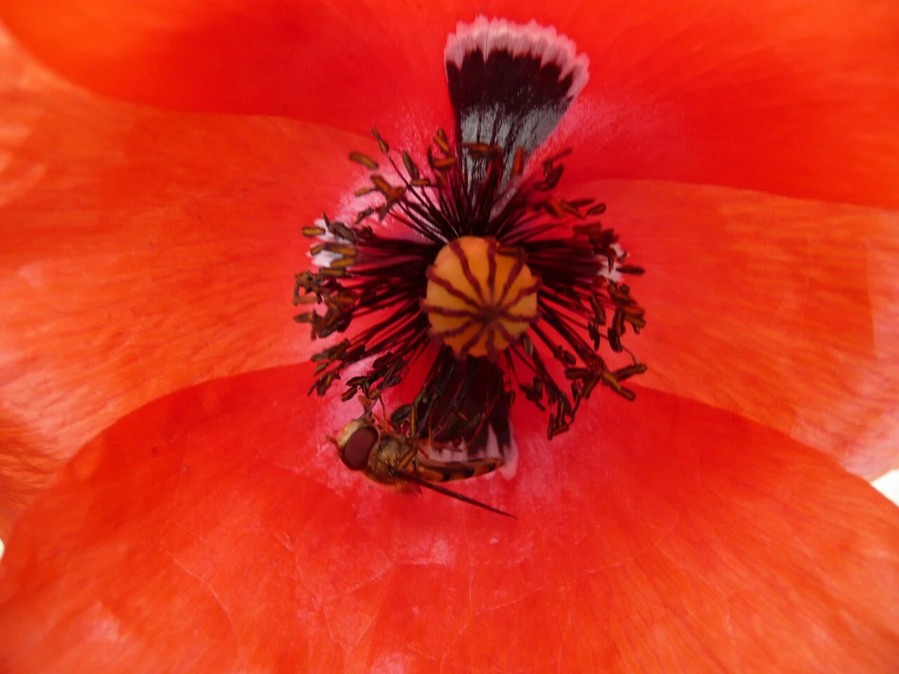 Photo of Domaszowice