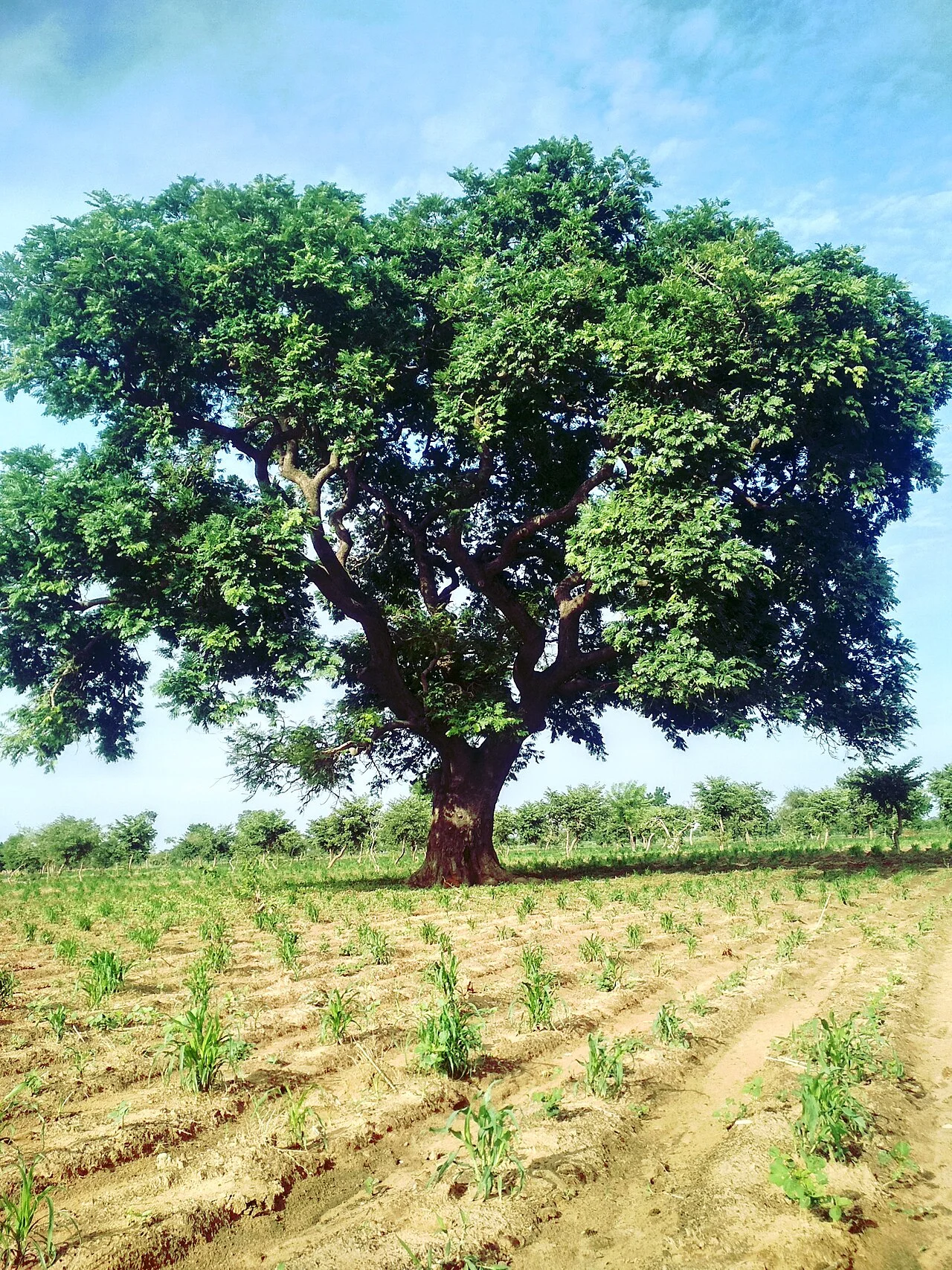 Photo of Dorowa Mining Lease