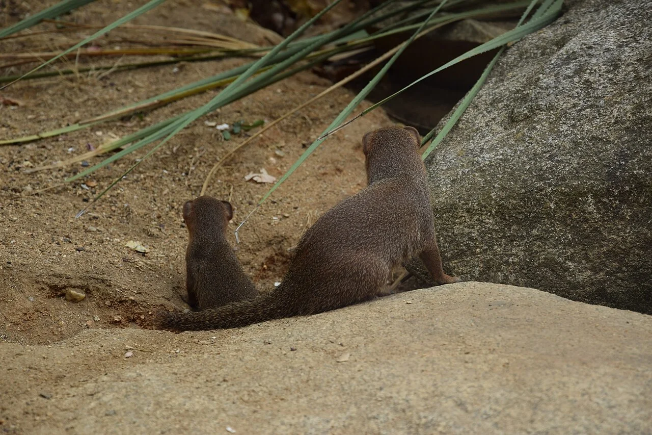 Photo of Doué-la-Fontaine