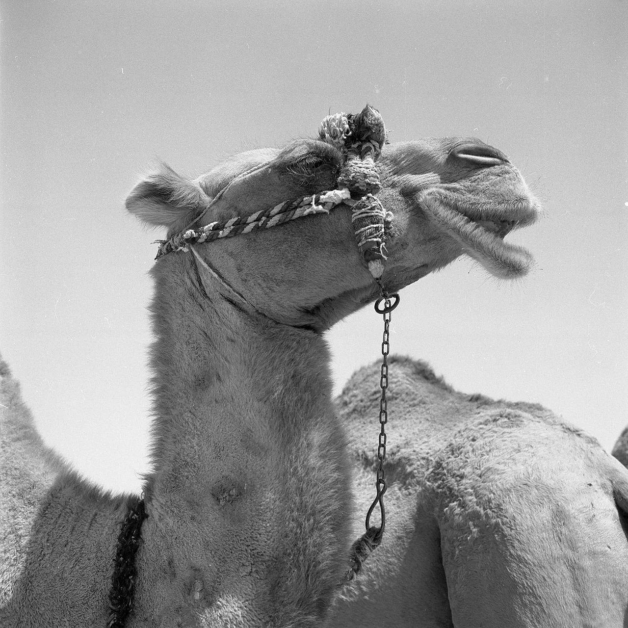 Photo of Dowlatābād