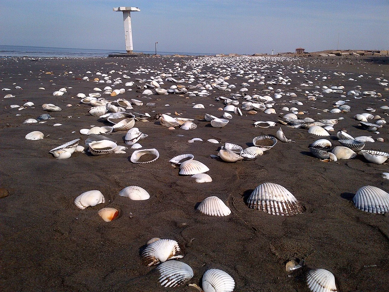 Photo of Dumyāţ al Jadīdah