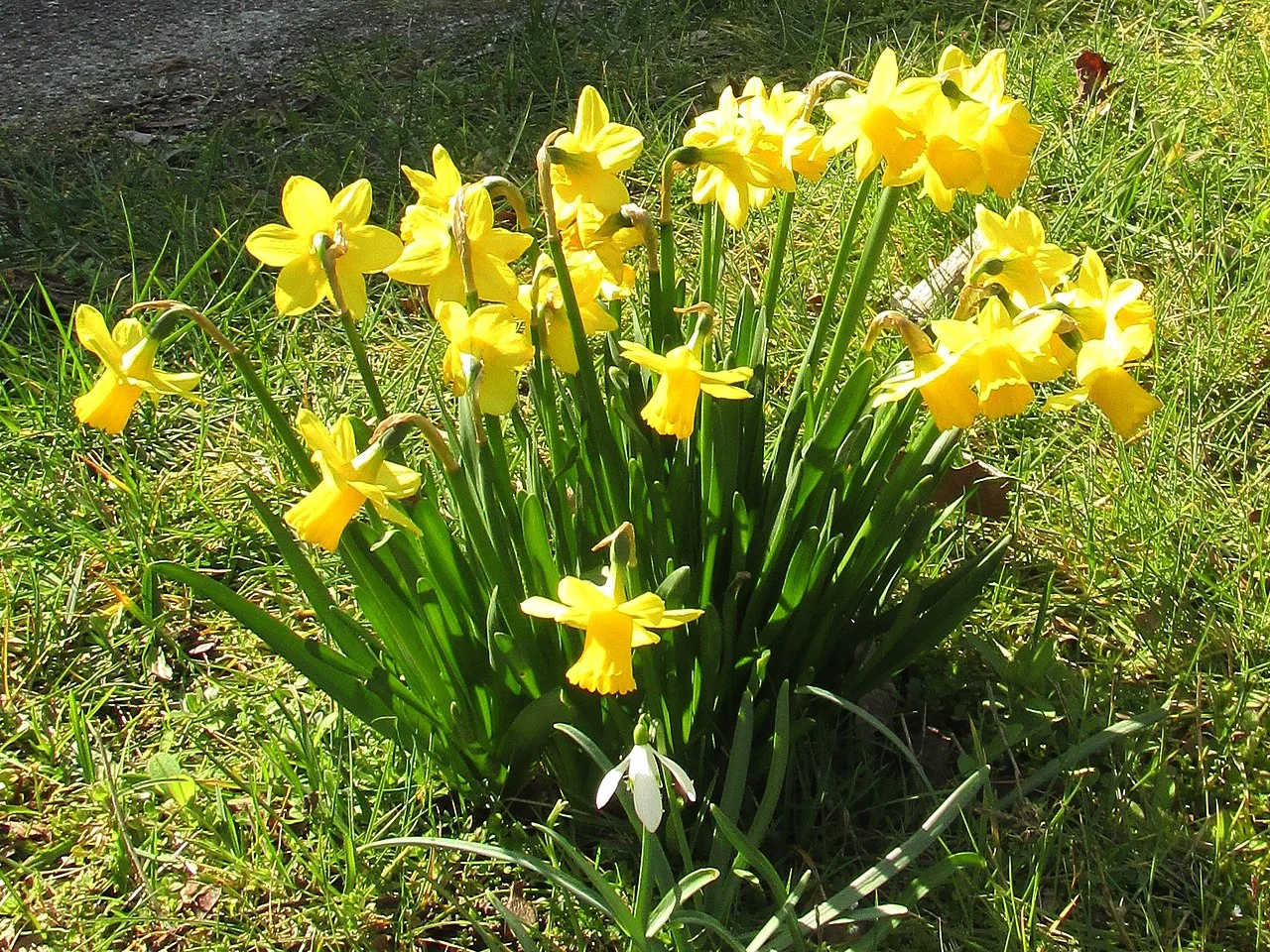 Photo of Durmersheim