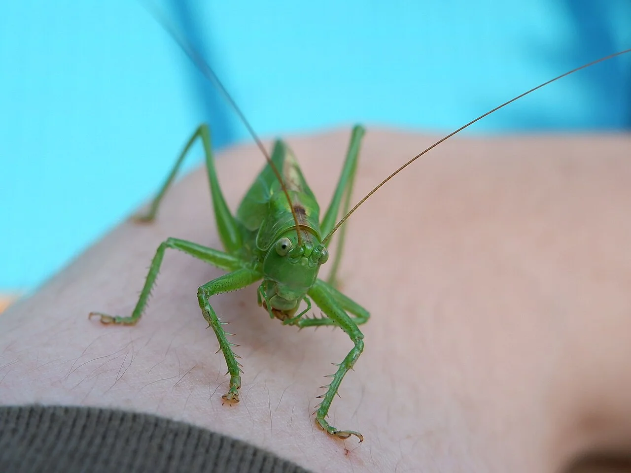 Photo of Dvurechensk