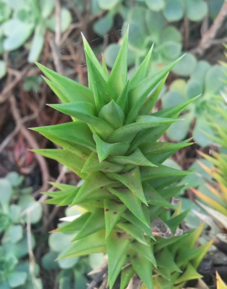 Photo of Dysselsdorp