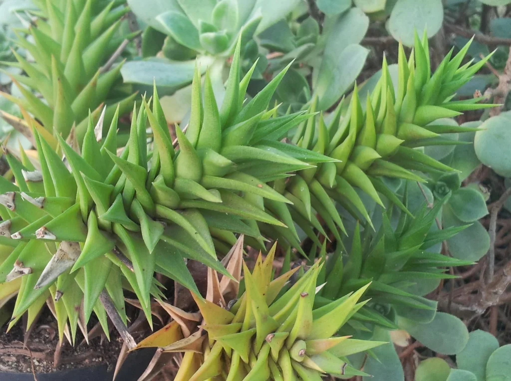 Photo of Dysselsdorp