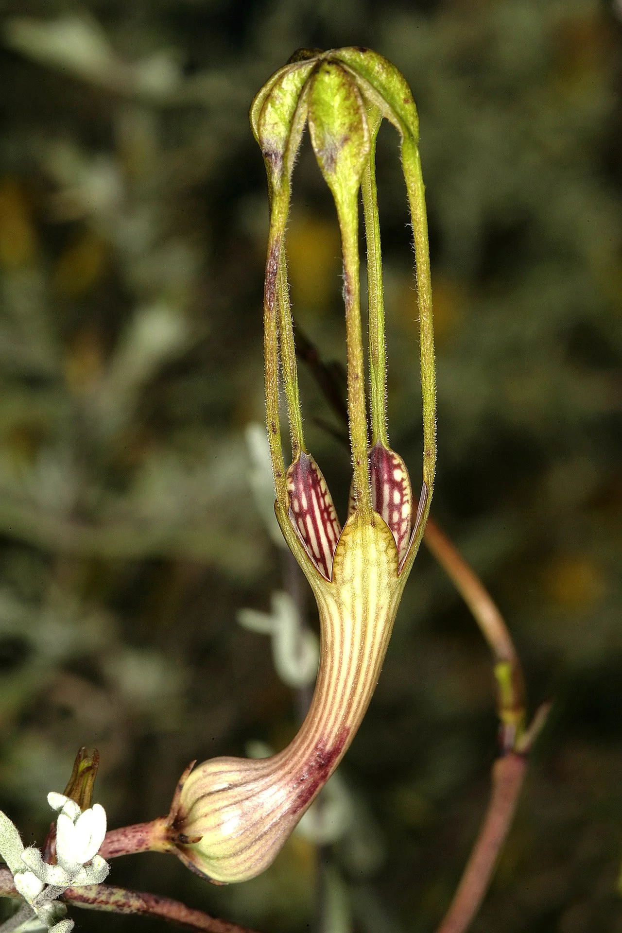 Photo of Dysselsdorp