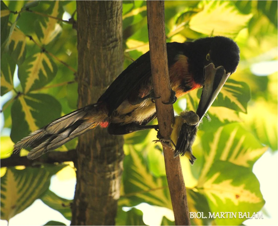 Photo of Dzibalchén