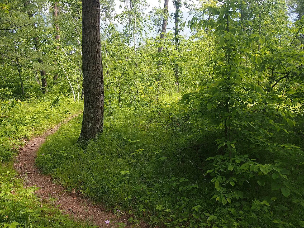 Photo of East Gull Lake