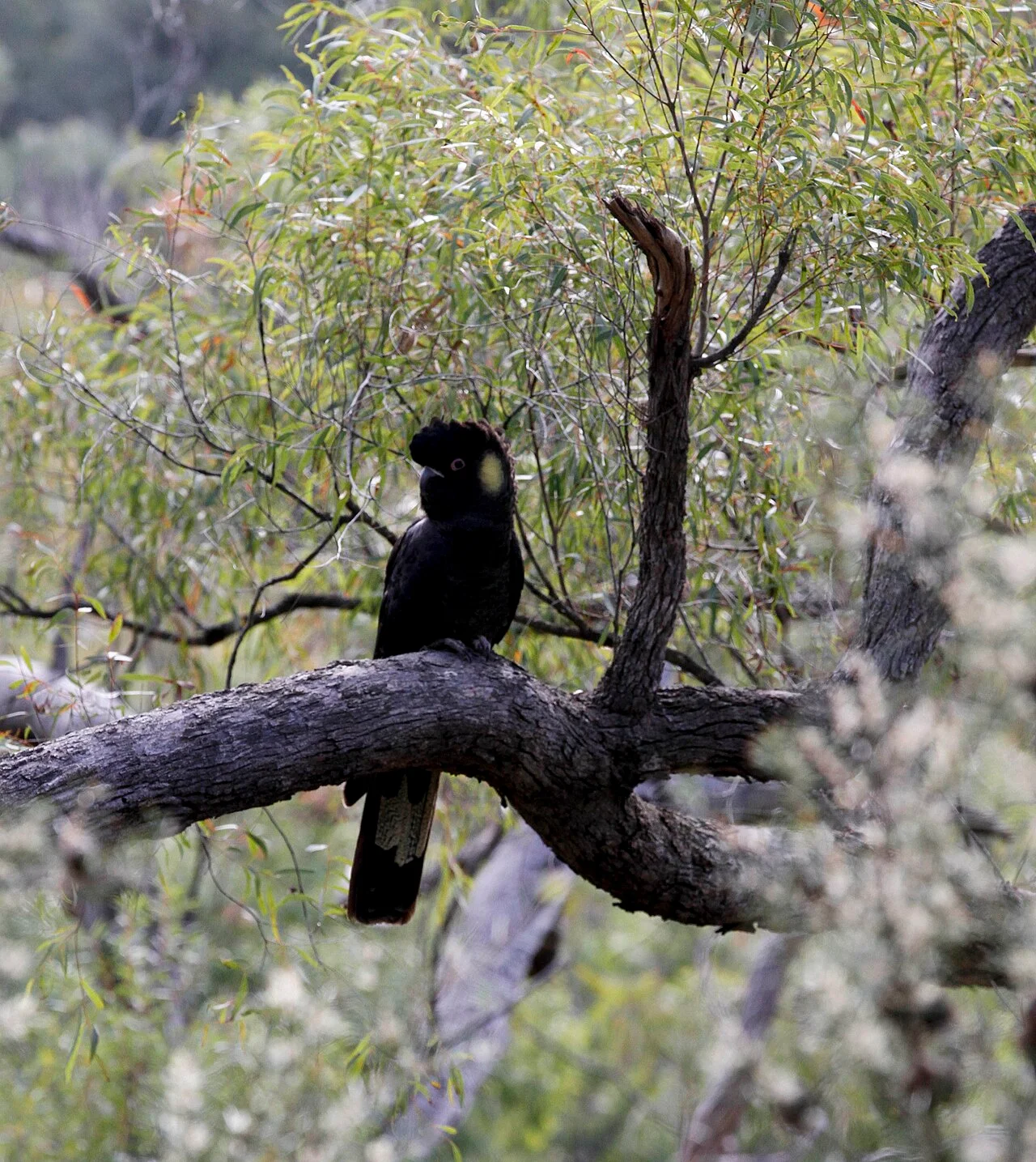Photo of East Kurrajong