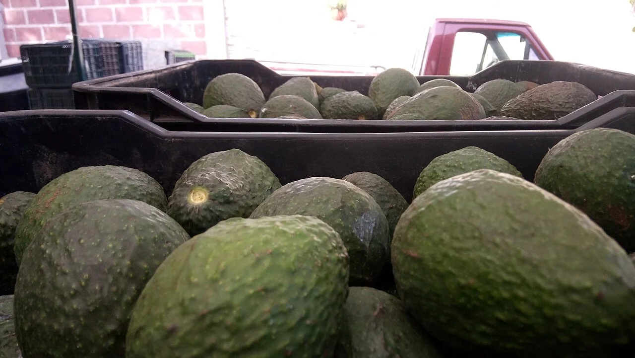 Photo of El Aguacate