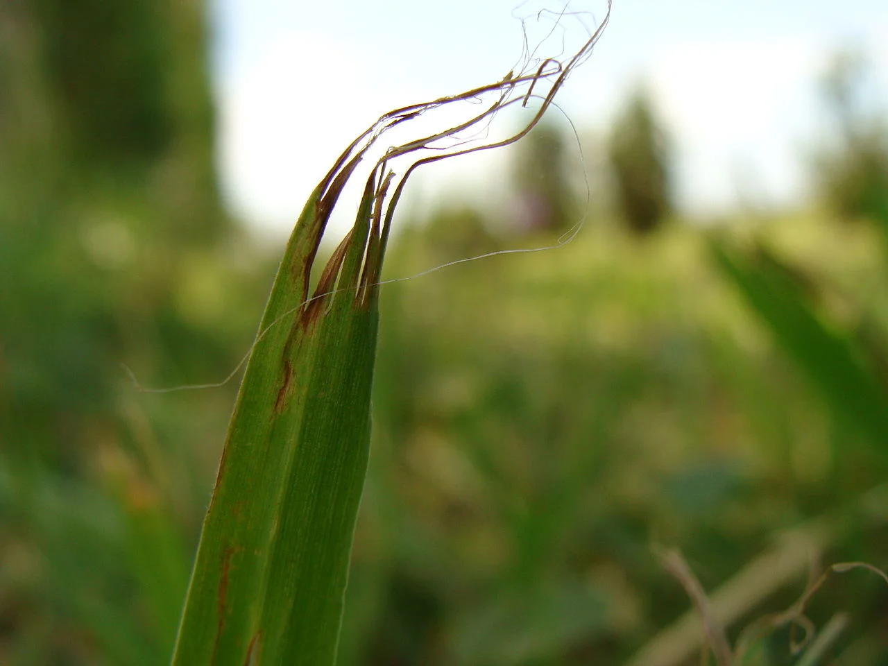 Photo of El Arañado