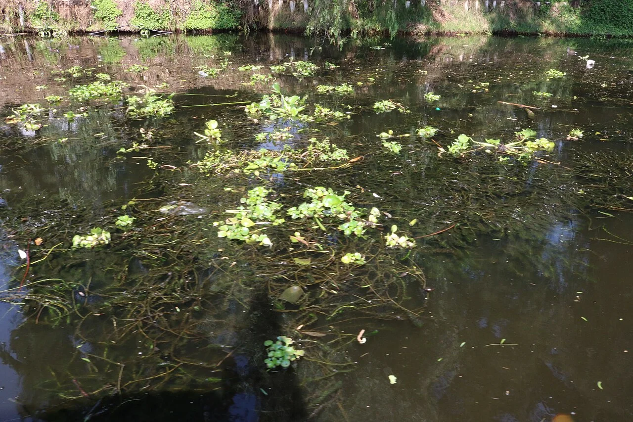 Photo of El Camalote