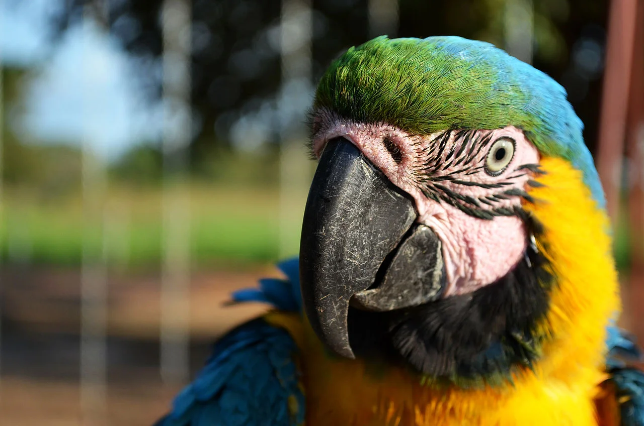 Photo of El Guacamayo