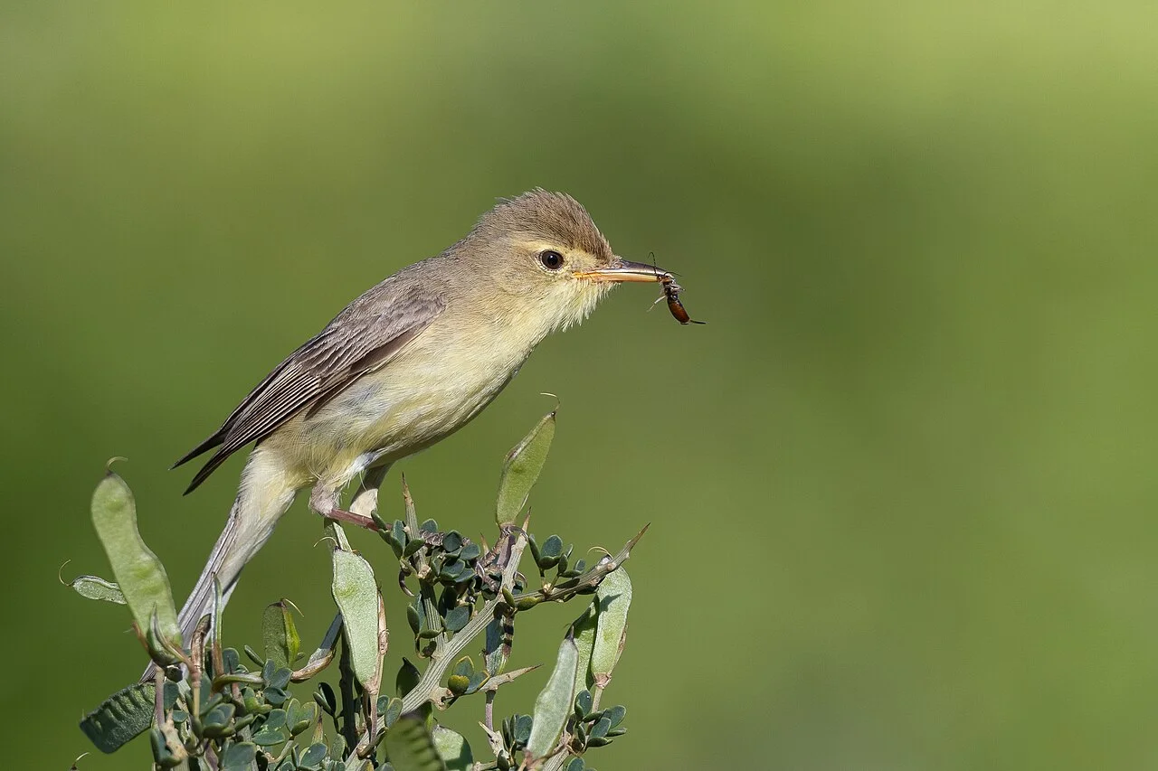 Photo of El Haouaria