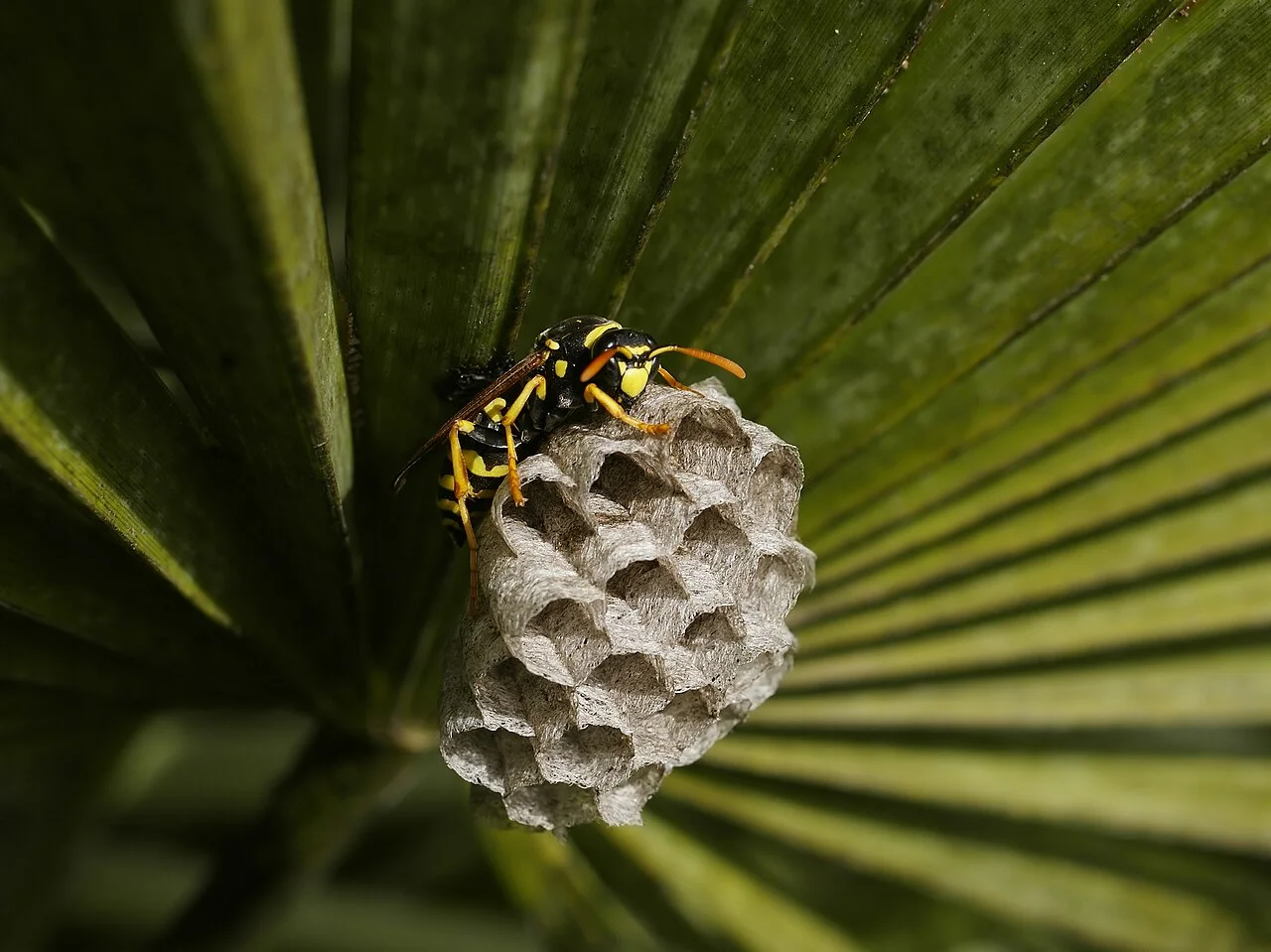 Photo of El Perelló