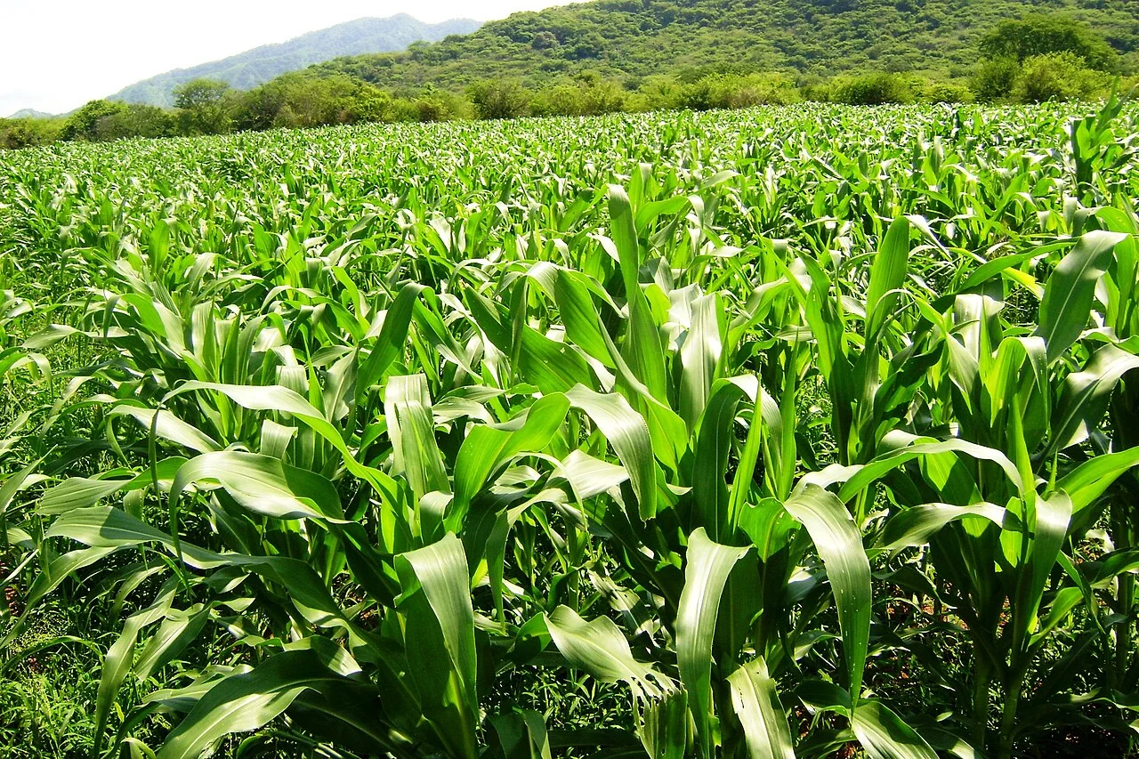 Photo of El Varal (San Sebastián Número Uno)