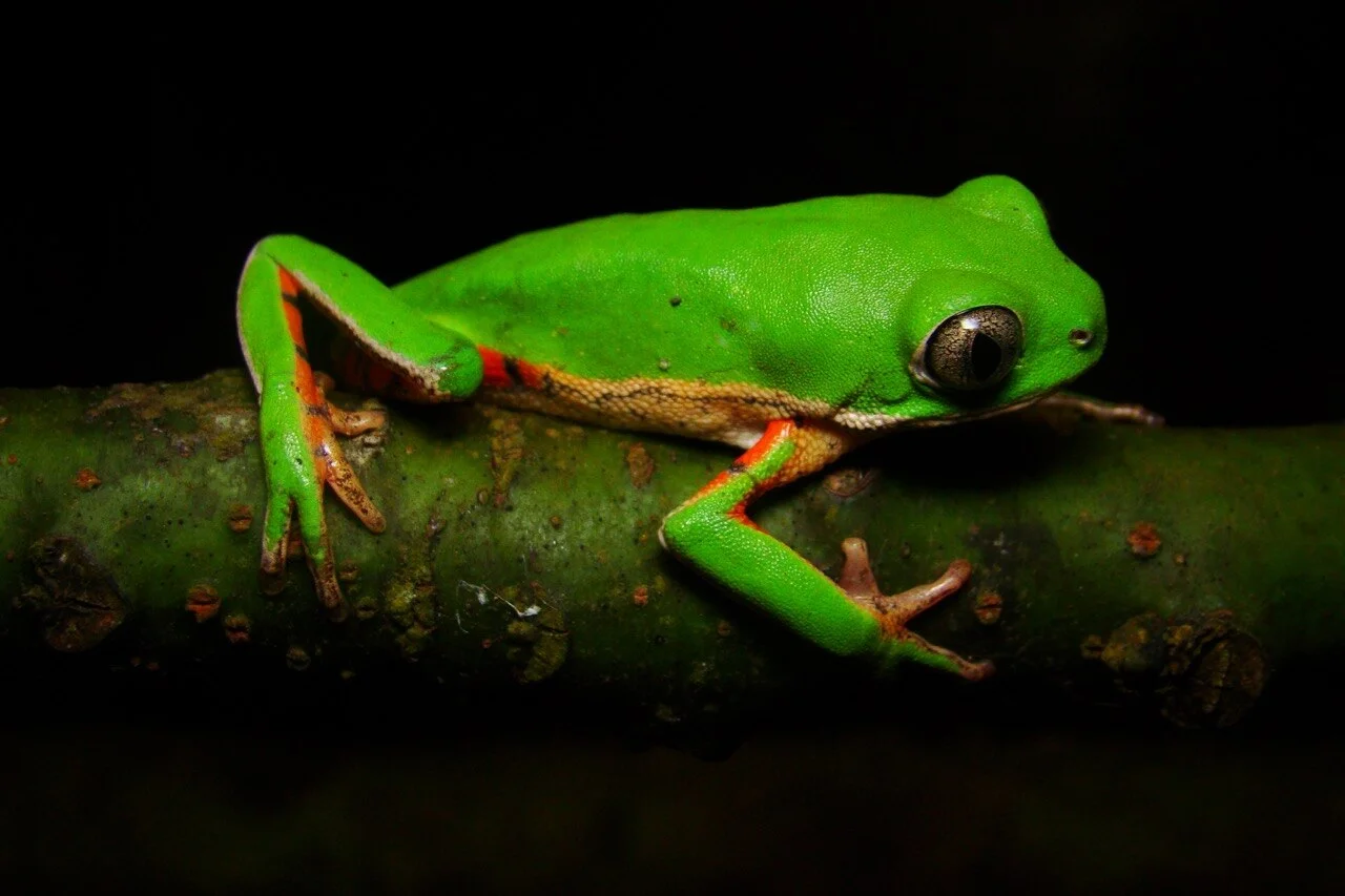 Photo of Elísio Medrado