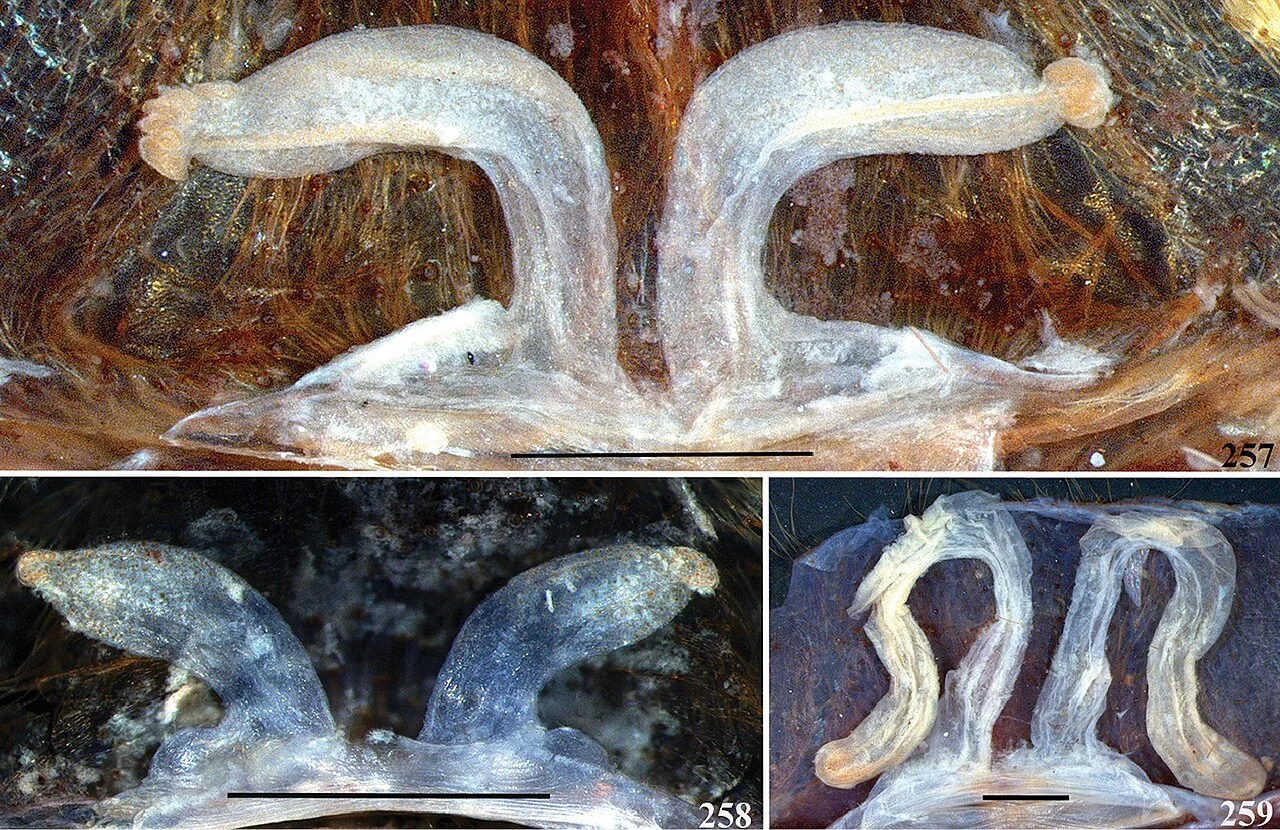 Photo of Elísio Medrado