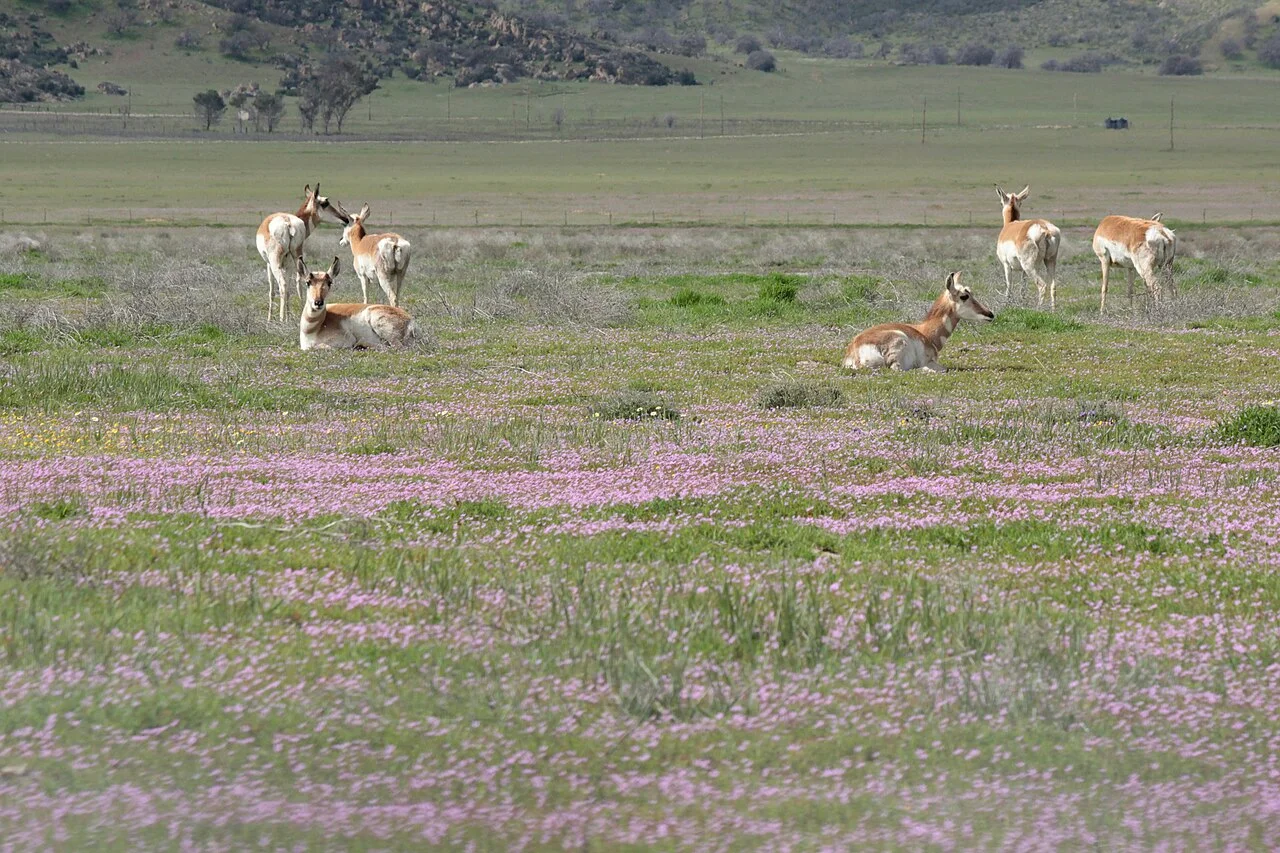 Photo of Elk Plain
