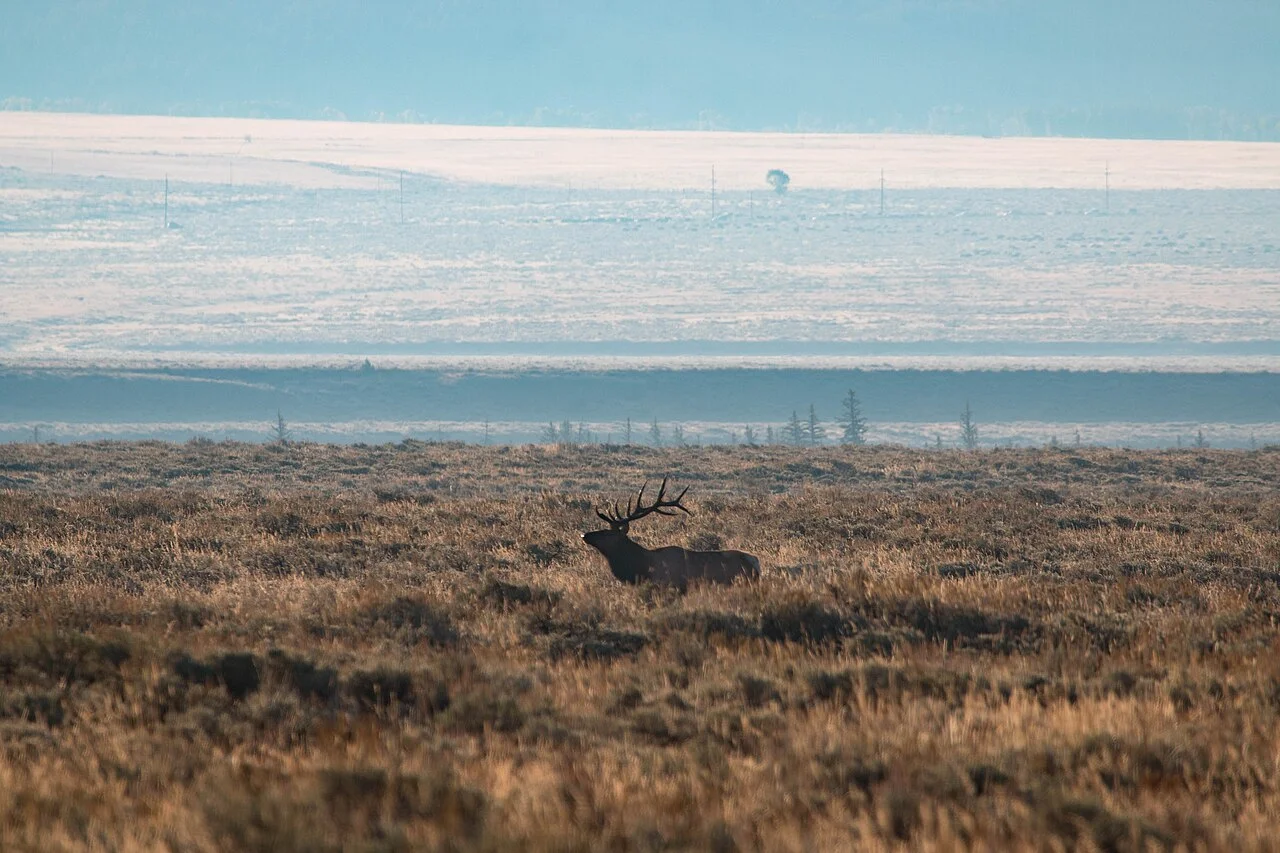 Photo of Elk Plain