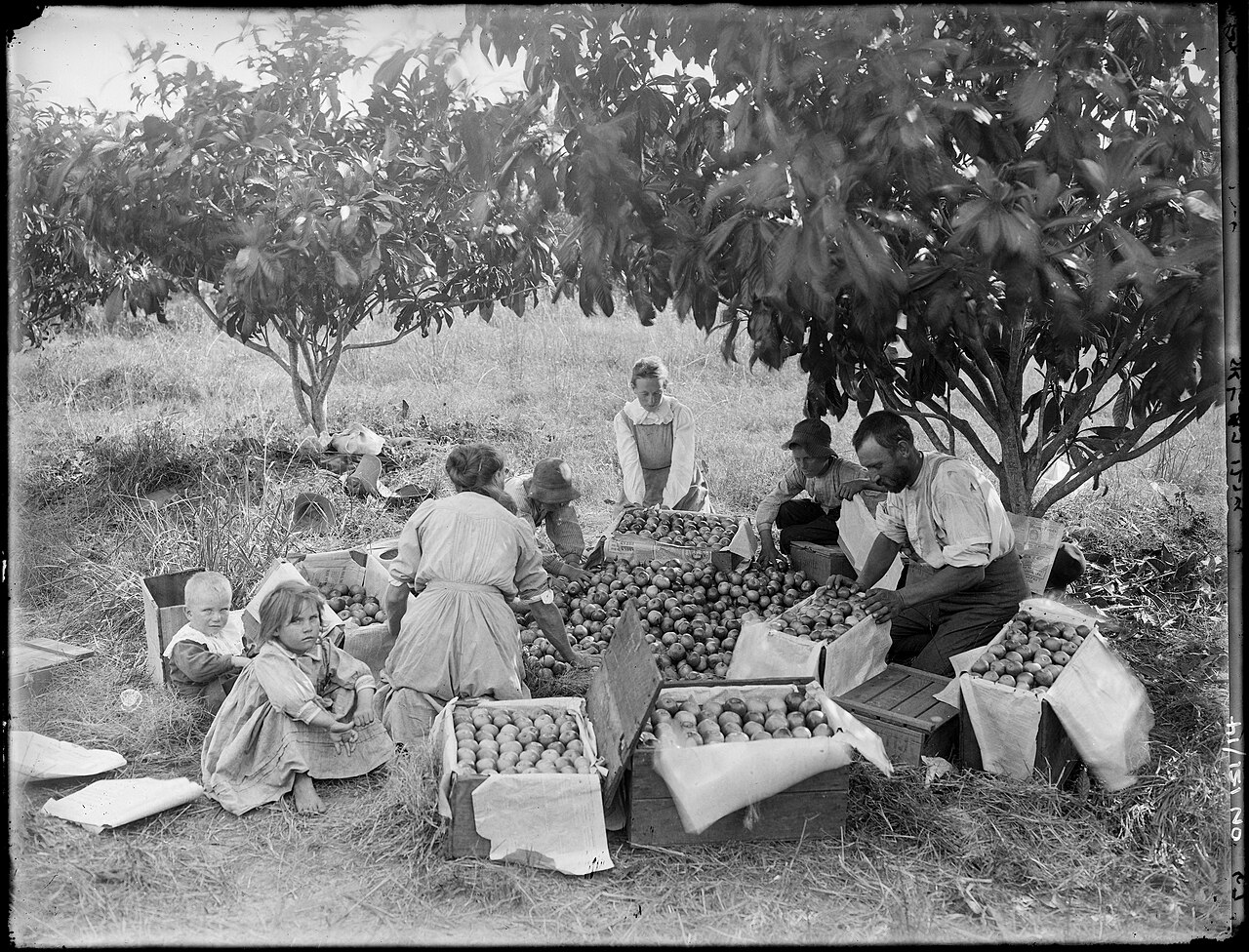 Sonter family packing fruit, (left to right) Leonard Sonter, Rena Sonter, Mrs Deborah Sylvia Sonter, Donald Sonter, Lucie Sonter, Arthur Sonter, Mr Frank Edwin Sonter, Ray Road, Epping, Sydney, 1911, Rex Hazlewood, from orginal glass plate, State Library of New South Wales, ON 151/14