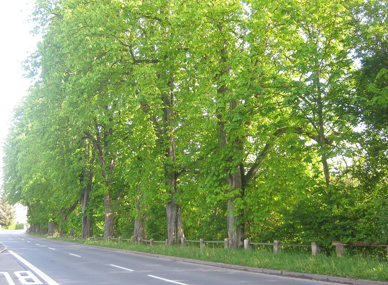 Photo of Eschelbronn